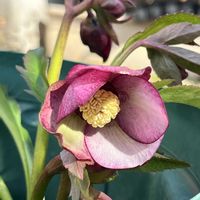 クリスマスローズ,鉢植え,ネコ好き,花のある暮らし,濃いピンクの花の画像