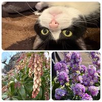 八重咲きストック,馬酔木(アセビ）,職場の庭,ニャンニャン祭りの画像