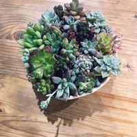 寄せ植え,多肉植物,多肉寄せ植え,ナチュラルガーデン,自然の画像