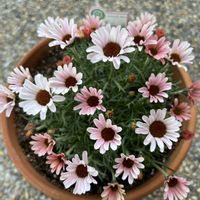 ローダンセマム,楽しくガーデニング,楽しくガーデニング,プリマリア,綺麗なお花✨の画像