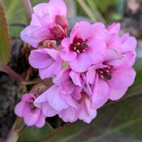 家庭菜園,庭の画像