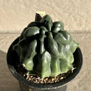 サボテン,綾波,日の出丸,棘無王冠竜,天城の画像