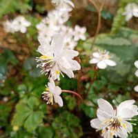 バイカオウレン,カンアオイ,ラケナリア,花の文化園,マンドラゴラの画像