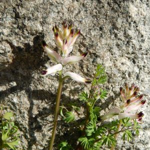 ニセカラクサケマン,ニセカラクサケマン,Fumaria capreolata,Fumaria capreolata,花のある暮らしの画像