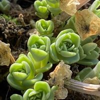 ミセバヤ,多肉植物,鉢植え,暖かい日の画像