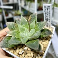 ハオルチア,樹氷絵巻の妖精,ハオルチア　樹氷絵巻の妖精,カクタスニシの画像