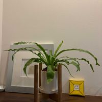 アスプレニウムの画像