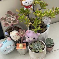 ゴーラム,ゴーラム,ゴーラム,桃太郎,シャビアナの画像