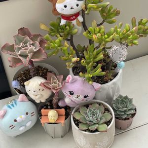 ゴーラム,ゴーラム,ゴーラム,桃太郎,シャビアナの画像