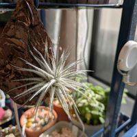 テクトラム,エアプランツ,エアプランツ チランジア,寒冷地の画像