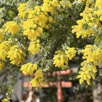 ミモザ,蔵前神社,お出かけ先の画像
