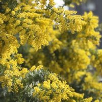ミモザ,蔵前神社,お出かけ先の画像