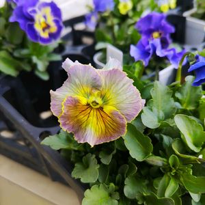 ビオラ,ビオラ　レディ,種まきっ子,種から,種まきの画像