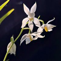 オドントグロッサム･プルケラム,クイトラウジナ プルケラ （＝オスモグロッサム　プルケラム＝オドントグロッサム　プルケラム,Cu.pulchella,Osmogrossum pulchellum,いい香りの画像