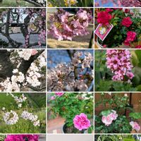 ウメ,サクラ,スイセン,ミニバラ,スィートピーの画像