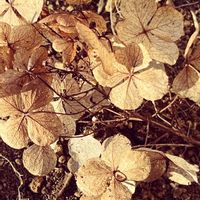 カシワバアジサイ,カシワバアジサイの葉,冬のカシワバアジサイ…,季節を感じて,枯れ花の画像