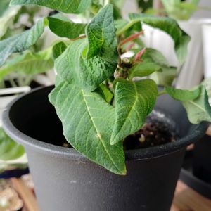 ポインセチア,観葉植物,初心者,剪定後,自然光の画像