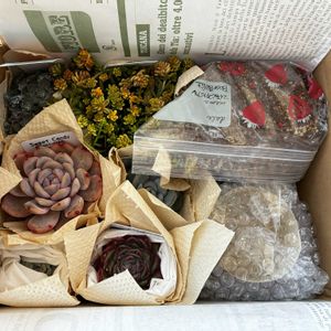 メデューサ,班入りタイトゴメ,モンブラン,モンロー錦,チュビーバニーの画像