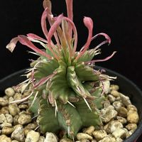 笹蟹丸,プルビナータ,ユーフォルビア プルビナータ,多肉植物,観葉植物の画像