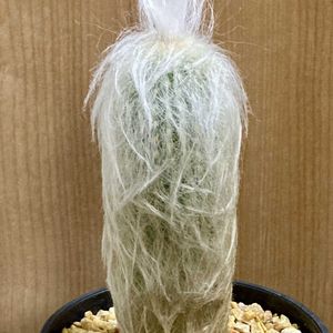 サボテン,老楽,Espostoa lanata,多肉植物,エスポストア属の画像