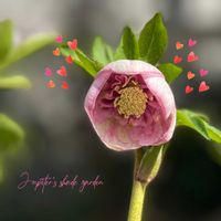 クリスマスローズ,大和園 クリスマスローズ,ナチュラルガーデン,ジャンクガーデン,シェードガーデンの画像