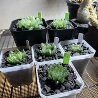 多肉植物,ハオルチア属,ハオルシア属     ,多肉中毒,ガチンコハオルチアクラブの画像