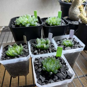 多肉植物,ハオルチア属,ハオルシア属     ,多肉中毒,ガチンコハオルチアクラブの画像