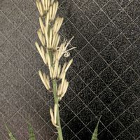 サンスベリア,キッチンの画像