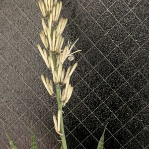 サンスベリア,キッチンの画像