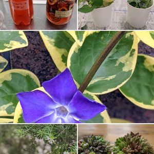 ツルニチニチソウ,ローズマリー,ローズマリー,ミニバラ,多肉植物寄せ植えの画像