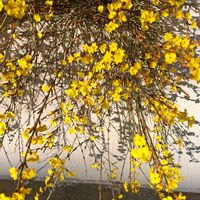 オウバイ,オウバイ,オウバイ,ムスカリ,ムスカリの画像