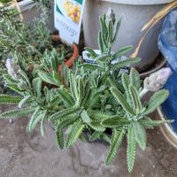 フリージア,ラベンダー,ローズマリー,朧月,胡蝶蘭の画像