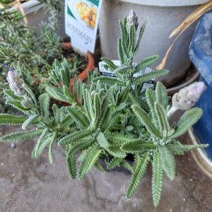 フリージア,ラベンダー,ローズマリー,朧月,胡蝶蘭の画像