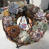 寄せ植え,多肉植物,かわいい,多肉植物寄せ植え,エケベリア属の画像