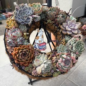 寄せ植え,多肉植物,かわいい,多肉植物寄せ植え,エケベリア属の画像