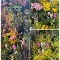 アンスリウム　アリサエモイデス,観葉植物,エンジョイボタニカルライフ,グリーン！グリーン！グリーン！,藤川さんの画像