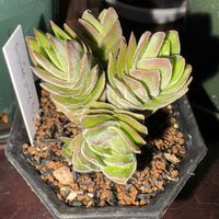 クラッスラ アイボリーパゴダ,多肉植物,備忘録,苦手分野,やってみるのが大事の画像