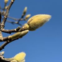 ハクモクレンの画像