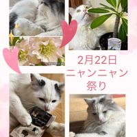 クリスマスローズ,マーガレット,マーガレット,ピンクのマーガレット,猫のまるくんの画像