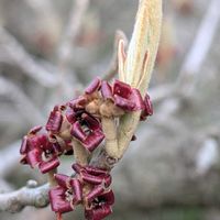 マンサク,ベニバナトキワマンサク,シナマンサク,ベニバナマンサク,紅花トキワマンサクの画像