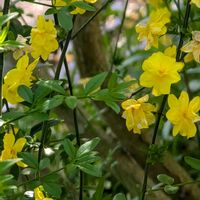 オウバイ,黄梅,ウンナンオウバイ,黄梅(オウバイ),雲南黄梅(ウンナンオウバイ)の画像