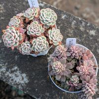 はぴたにさん苗,ミニマxシャビアナPF@,スプリングワンダーx銀天女@,多肉植物の画像