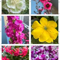 シクラメン,シャコバサボテン,ストック,葉牡丹,ギョリュウバイの画像