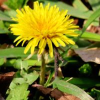 タンポポ,タンポポ,ビタミンカラーのお花,月曜日にビタミンカラー,月曜日は元気色の花の画像