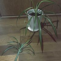 オリヅルラン,観葉植物,iPhone撮影の画像