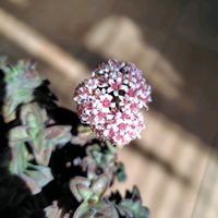 多肉植物の画像