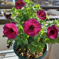 ペチュニア,お値下げ品,はなかんざしの画像