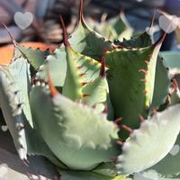 アガベ,癒し,今日の一枚,ありがとう♡,コラージュ仲間達の画像