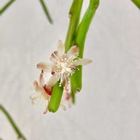 リプサリス ディッシミリス,リプサリス ディッシミリス,リプサリス ディッシミリス,開花, リプサリスの画像