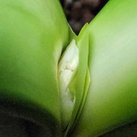 クンシラン,クンシラン,可愛い❤,立山連峰,花芽が出たよ ♡の画像